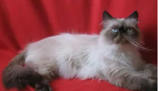 喜马拉雅猫是什么品种（长毛猫的品种）