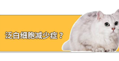猫咪白细胞低是怎么回事?（猫白细胞低的疾病因素）