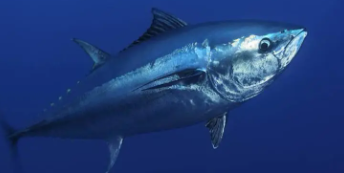 世界最昂贵十大名鱼（世界十大名鱼排行）