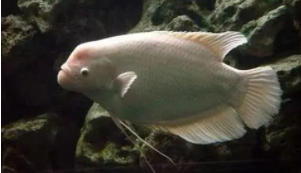 和招财鱼混养的鱼（招财鱼可以跟清道夫一起养吗）