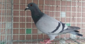美国无杠灰鸽介绍（无杠灰信鸽品系在哪买）