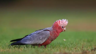 凤头的特点（凤头蜜鹦哥儿）