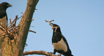 喜鹊的介绍（喜鹊筑巢的说明文）