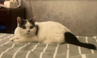 猫咪老漏尿还喷出来那种怎么办（猫咪突然尿床）