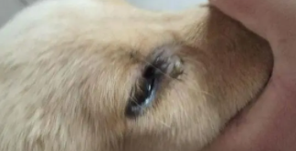 狗瘟症状怎么治得花多少钱（狗瘟热能治好吗症状是什么）