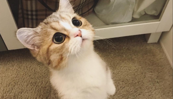 猫砂什么材质好（猫砂可以一个月一换吗）