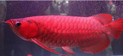 高档观赏鱼有哪些品种（世界六大名贵观赏鱼）