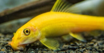 金苔鼠鱼吃褐藻吗（金苔鼠多大开始吸鱼）