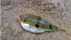 河豚和什么鱼相似（很像河豚的一种鱼）