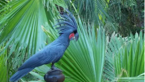 黑棕榈凤头鹦鹉（海克力士鹦鹉）