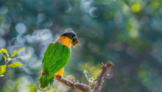 凯克鹦鹉说话能力（说话的鹦鹉是什么品种）