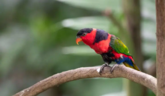 棕榈吸蜜鹦鹉（1千一只的葵花凤头鹦鹉）