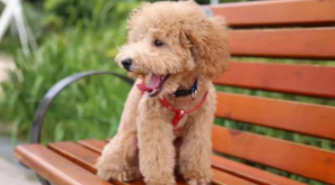 贵宾犬聪明到什么程度（养贵宾犬的十大坏处）