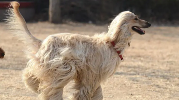 阿富汗猎犬厉害吗（猎犬攻击性怎么样）