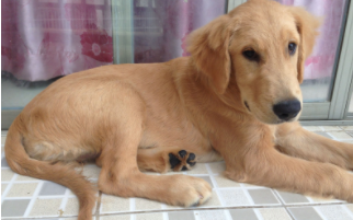 金毛能长多大?（金毛能长多高多长）