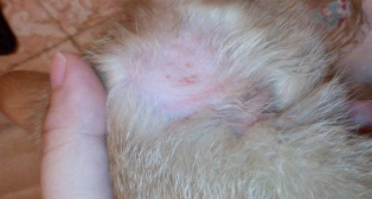 猫细菌性皮肤病（猫咪细菌感染皮肤病症状）