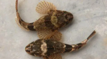 松江鲈鱼的品种和特点（松江鱼属于什么鱼）