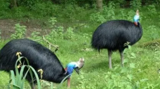 世界上最凶猛的十大猛禽（安第斯神鹫和食火鸡谁更凶猛）