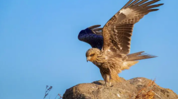 黑鸢的识别特征（黑鸢是留鸟吗）