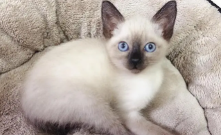 猫鼻头从黑变粉（暹罗猫猫咪黑鼻头变粉）