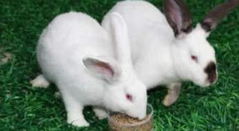 兔子的全部资料介绍大全（兔子品种大全）