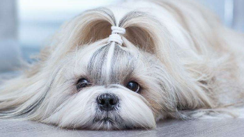 西施犬纯种贵么（西施犬介绍）