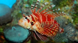 狮子鱼介绍（细纹狮子鱼是什么鱼）