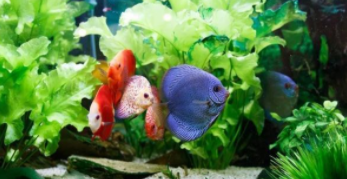 养的鱼为什么总躲起来（观赏鱼躲藏起来是为什么）