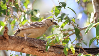 园丁鸟的羽毛特点（园丁鸟种类说明）