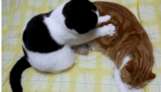 猫咪踩奶的动作是什么意思（猫咪一边呼噜一边踩奶）