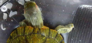 乌龟蜕皮的时候可不可以用手撕（乌龟脱皮可以撕下来吗）