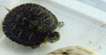 巴西龟肺炎治疗方法（小乌龟频繁张口,但不吃东西）