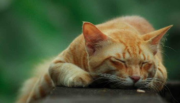 经常骂猫咪会怎么样（骂小猫它会难受吗）