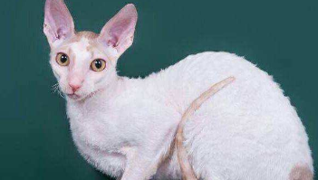 德文猫养公的还是母的（德文长残了的样子）