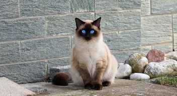 猫咪老想尿又尿不出来是咋回事了（猫尿不出尿的偏方）