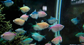 黑裙鱼多久喂一次（黑裙鱼吃什么）