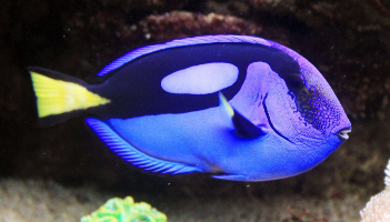 蓝吊为什么褪色（为啥蓝吊养着发白了）