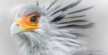 需要冬眠的鸟有哪些（哪种鸟冬眠）