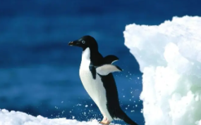 最耐寒的鸟类排名（耐寒动物排行）