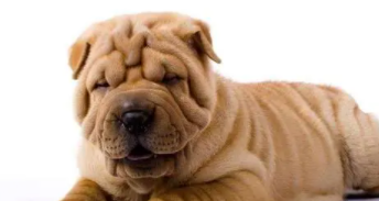 沙皮狗幼犬多少钱一只（纯种沙皮犬多少钱一只）