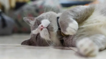 猫咪不开心怎么叫（怎么逗猫开心）