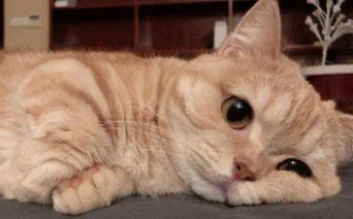 猫太爱吃鱼鳃了每天吃（猫天天吃煮熟的鱼会怎么样吗）