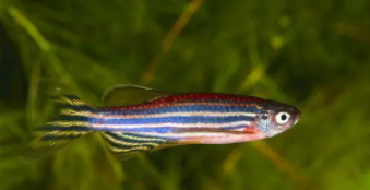 斑马鱼冬天需要加温吗（养什么鱼冬天不用加温）