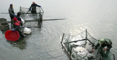 鱼虾蟹混养注意事项（鱼蟹混养模式）