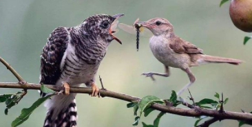 鸟的繁殖过程顺序（鸟类怎么繁殖）