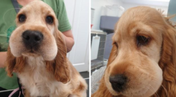 狗被蜜蜂蛰了有什么症状（保护狗狗不被蜜蜂蛰）