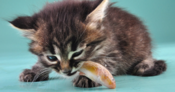 猫吃鱼的这句话什么意思（猫吃鱼是为了补充什么营养）