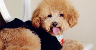 怎么知道泰迪年龄（泰迪狗狗六个月尴尬期）