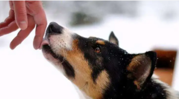 狗狗舔主人脸什么意思（主人伤心狗狗舔脸）
