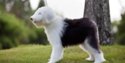 养古牧需要什么条件（养古牧需要什么）